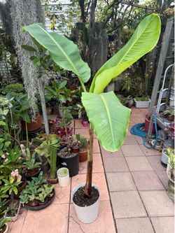Potted Banana Tree