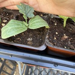 Luffa plant start