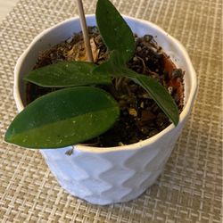 Small Hoya With Ceramic Pot 