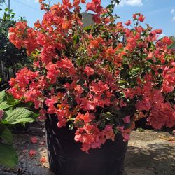 Bougainvillea  Bush 