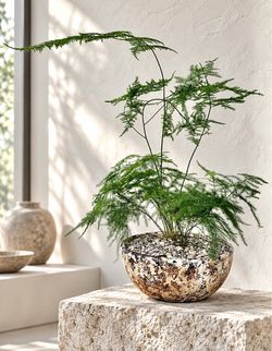 Asparagus Fern (Planter Included) # GC3 ‘Local LA Seller’