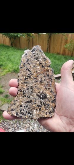 Polished Fossil Slab