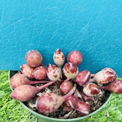 Rare Adromischus cristatus var. schonlandii cluster live rooted, get 2 free succ
