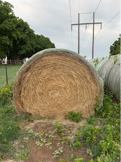 Costal Hay 2024