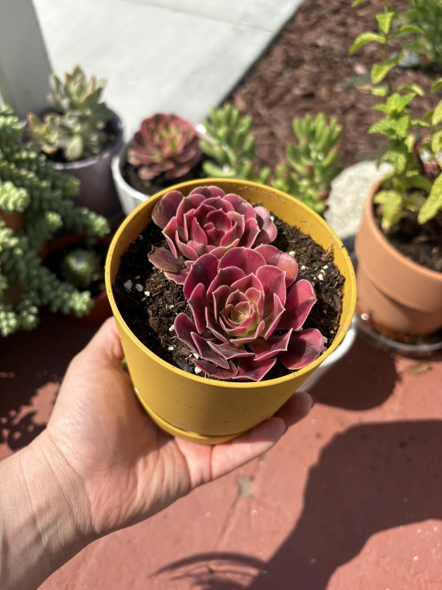 Succulents For Sale $5 Each