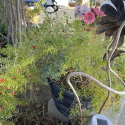 Green Plant Big With Ceramic Planter