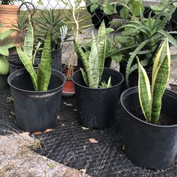 Sanseveria Live /mother in law tongue plant