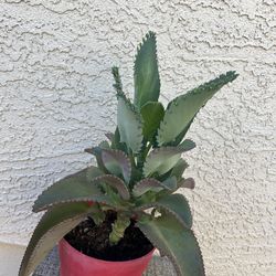 Kalanchoe plant