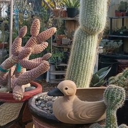 Beautiful Cactus 🌵