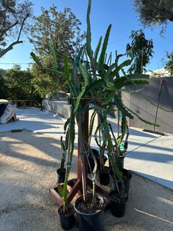 Dragon fruit plants sweet red and purple fruit