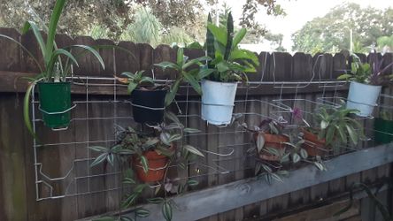 Metal plant holders