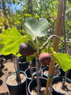 5 Gallon Size- Avocado Trees- Cherry Trees- Fig Trees- Pear Trees- Plum Trees- Pomegranate Trees- Apricot Trees