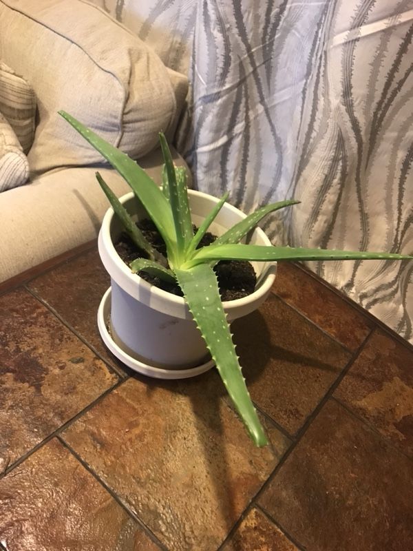 Aloe Vera plant