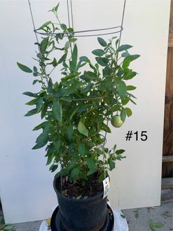 #15- Pepino Melon Plant 人参果樹