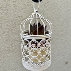 Living Succulent Birdcage