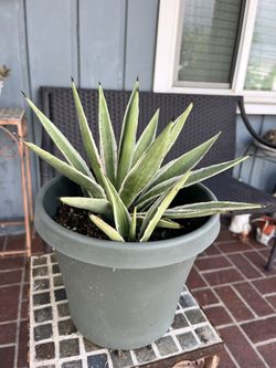 Agave Plant In Green Pot