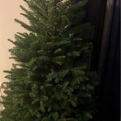 Christmas Tree Delivery