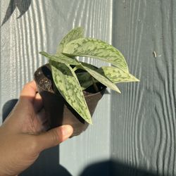 Live Scindapsus Silver Lady Pothos 4”Pot - Rare Silver Satin Pothos Plant Indoor Houseplant Easy Care 