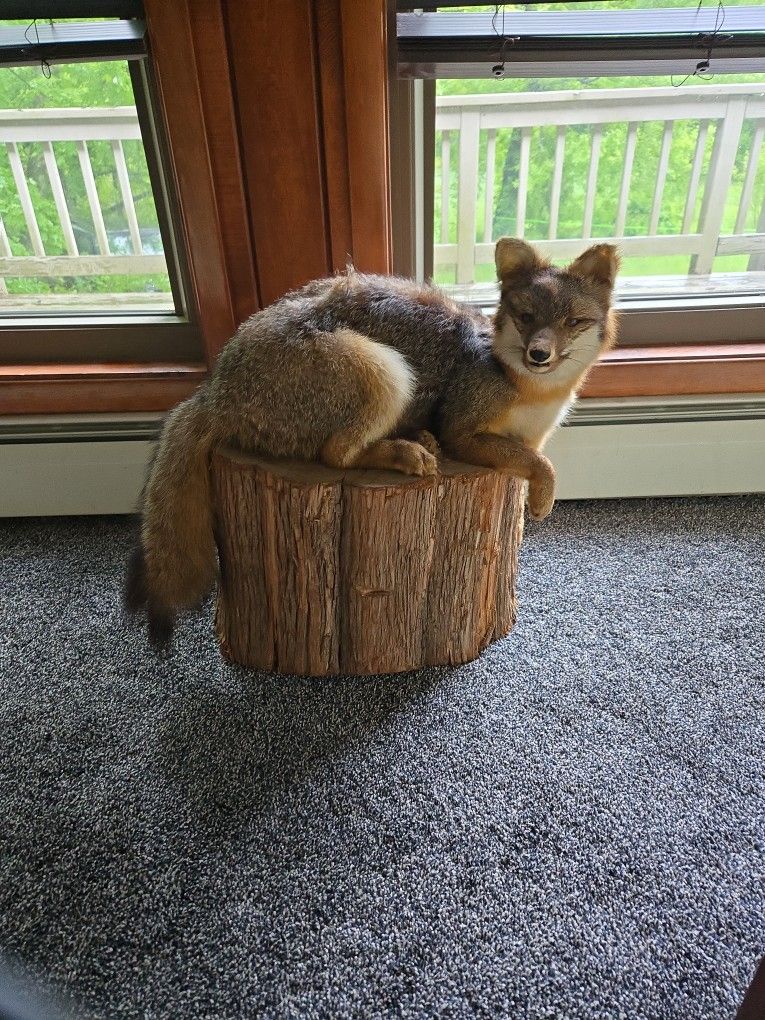Red Fox on Real Log Professional Mount Located In Hebron, CT