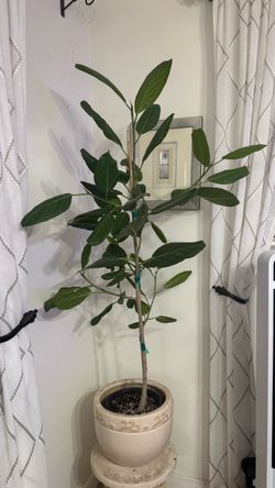 Ficus Audrey