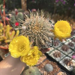 Golden Easter lily cactus  🪴🌵🌼