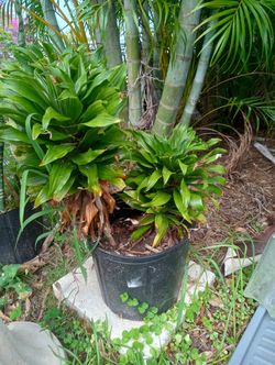 Med Size Plants, They Can Grow A Few Feet Tall 