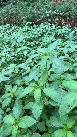 Molokhia or jute leaves or ملوخيه