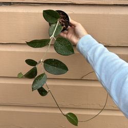 4” Hoya Fungii
