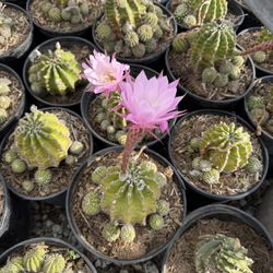 Easter Lily Cactus