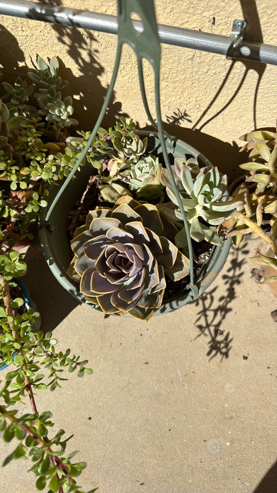 Succulents 