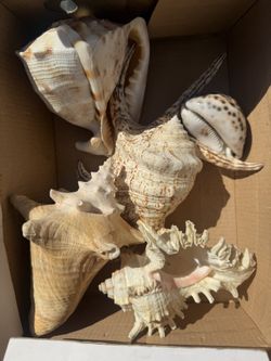 VINTAGE REAL SEASHELLS 