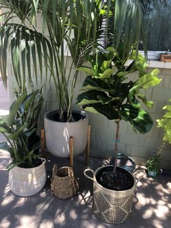 🌱Indoor plant sale❤️