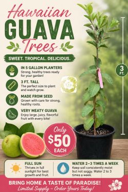 Pink Hawaiian guava trees 🌳🩷