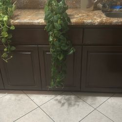 live plant in a ceramic pot 