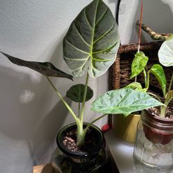 Alocasia Regal Shield Pups