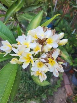 White And Yellow Plumeria