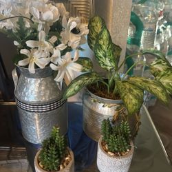 plants 