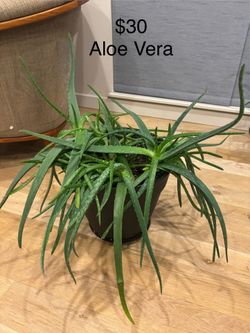Plant Sale - Aloe Vera & Snake Plant