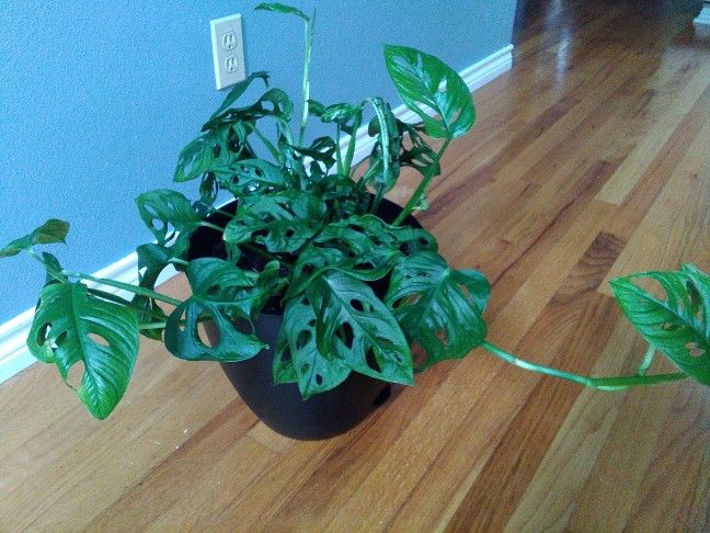 Plant