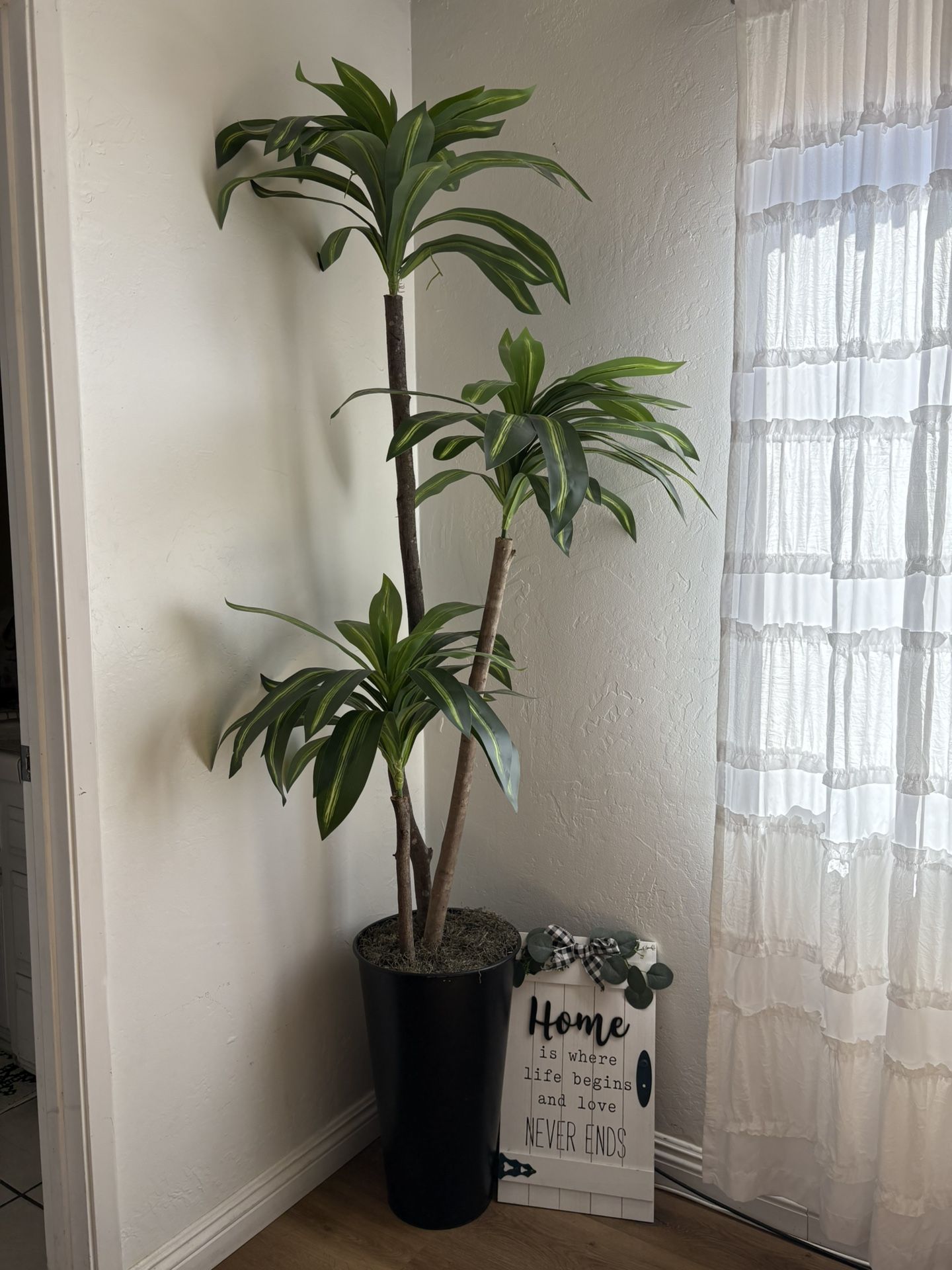 Plant