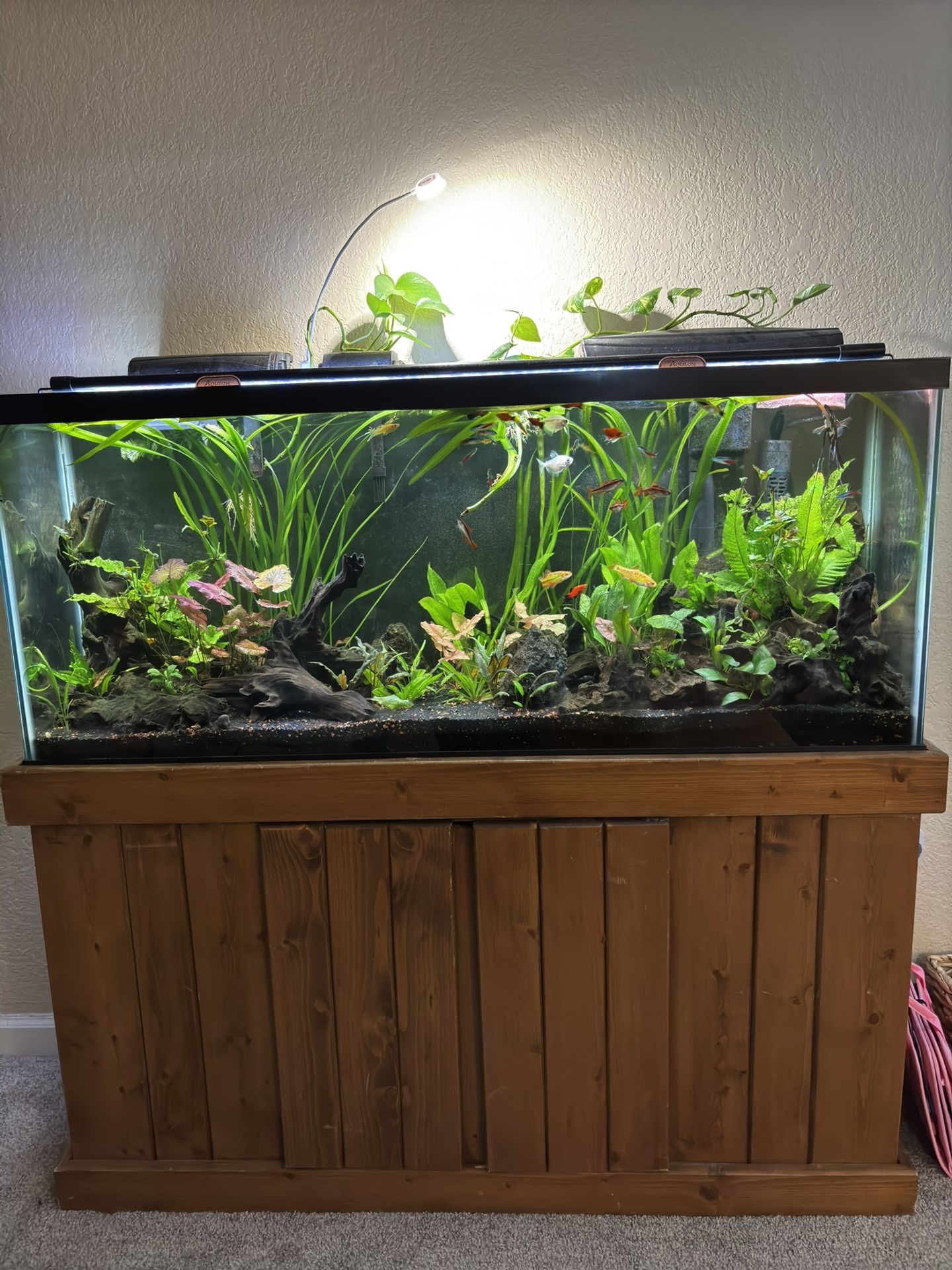 55 Gallon Fish Tank Everything Included