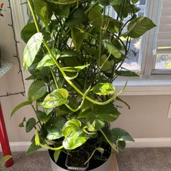 Money Plant 
