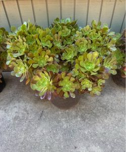 Huge  Aeonium Succulent
