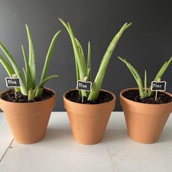 Plantas Savila 