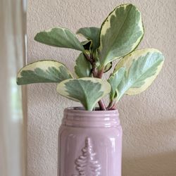 Healthy Beautiful Indoor Plant(Peperomia)