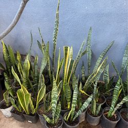 Snake plant