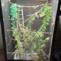 Reptile Enclosure Terrarium Tank