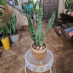 Sansevieria Snake Plant In 5in Ceramic Pot With Shells And Stones 