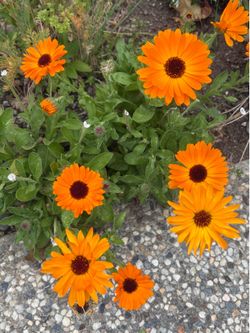 Orange Calendula Flowers- Packet of 30 seeds- Beautiful & Easy to Grow!