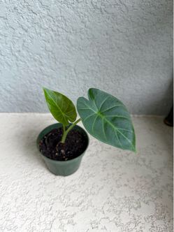 Small  Alocasia  Regal  plant